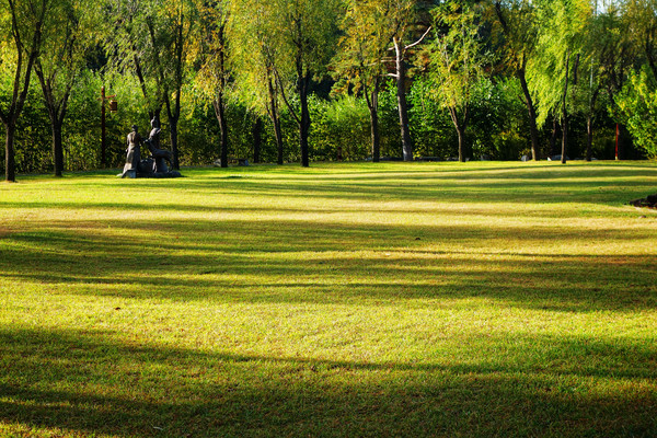 ���ֲ�ƺ����