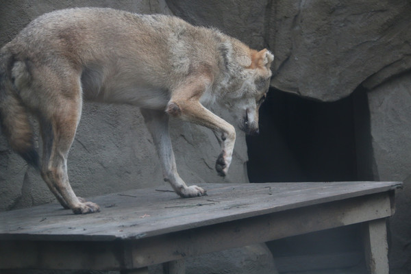 ������ʳ�ı�����