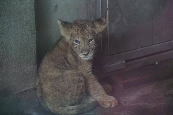 ��С������ʨ��д