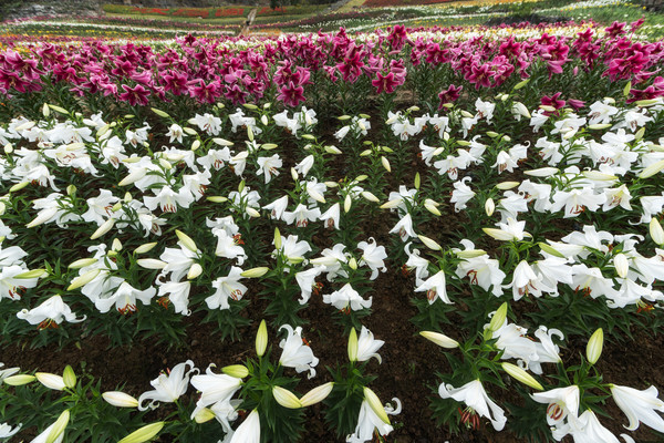 ��ֲ��ʢ����ˮ�ٺ�