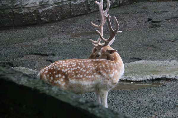 ת��������÷��¹