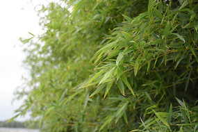 ������Ҷ