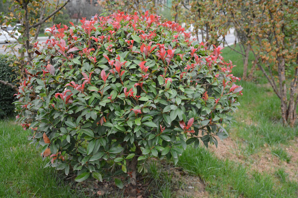 ��԰������