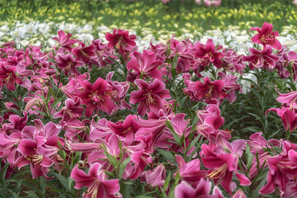 ��ɫ��ˮ�ٺ�ʢ��