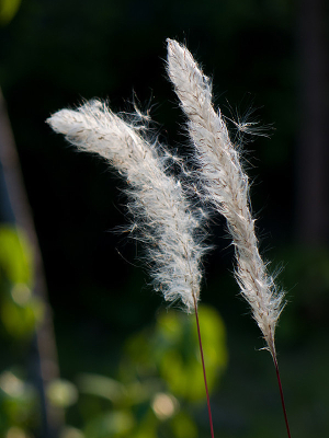 ҩ��ֲ���é