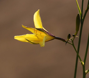 �������ŵĻ���