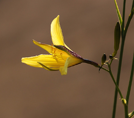 �������ŵĻ���