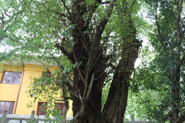 ���������ķ�����