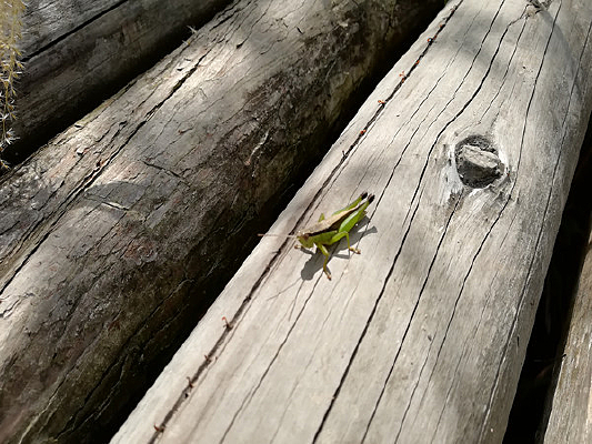 �ȳ�����