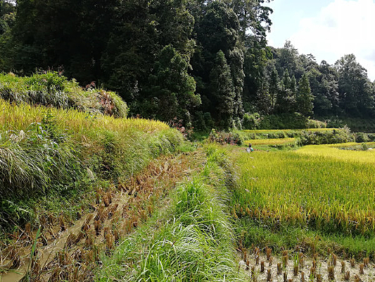 ������԰���