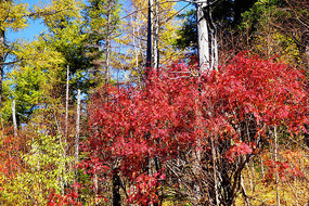 �������ֺ�Ҷ 