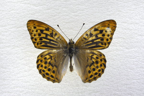 �����̵�