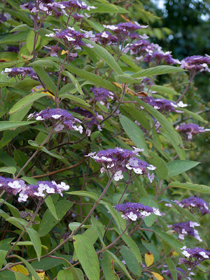 ��Ƭ����������