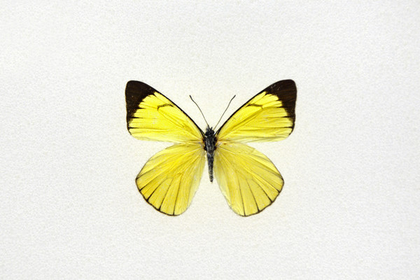 �����۵�