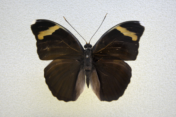 �����̵�