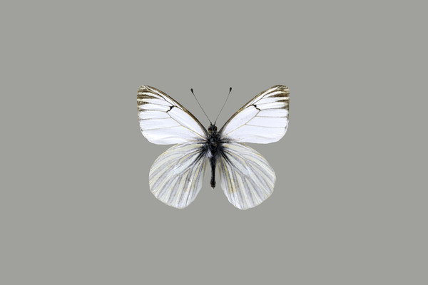 ��ͬ���۵�