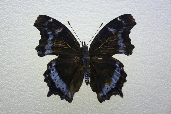 �����̵�