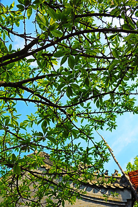 ��Ҷ�����ݼ�