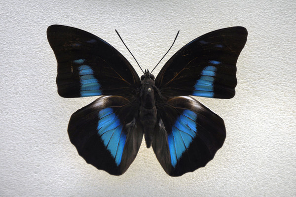 ����ѥ�̵�