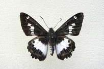 Ū