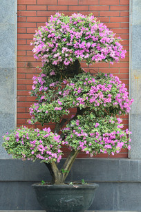 ŭ�ŵ�����÷