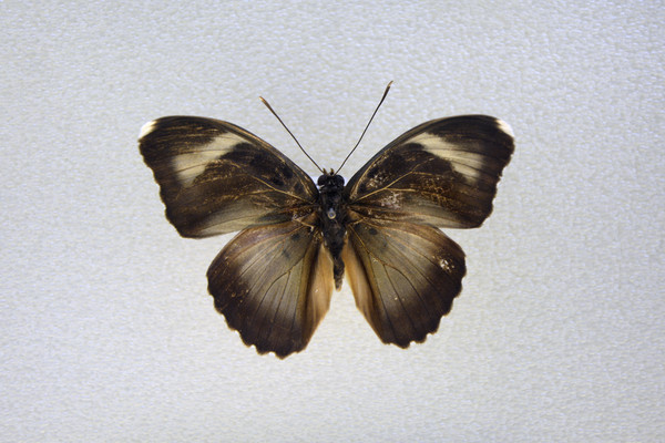 �����̵�