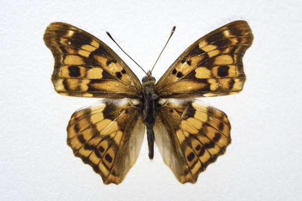 �������̵�