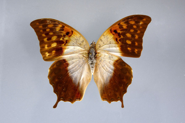 �������̵�