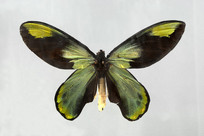 ά