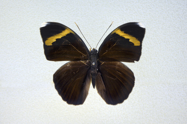 �����̵�