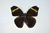 �����̵�