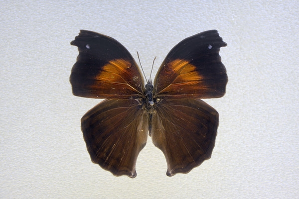 ��������̵�