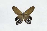 ��β���۵�