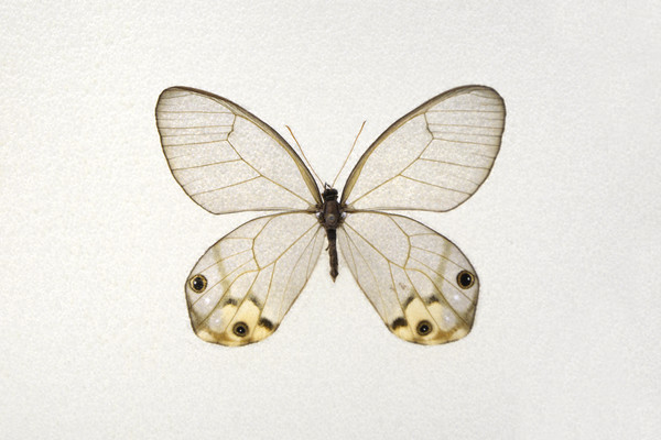 ���ƾ��۵�