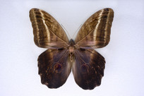 ϸ��èͷӥ����