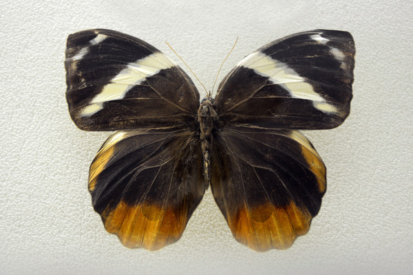 б������