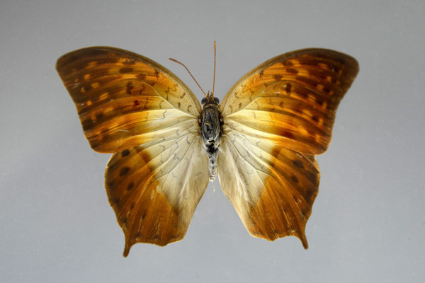 ��Ҷ���̵�