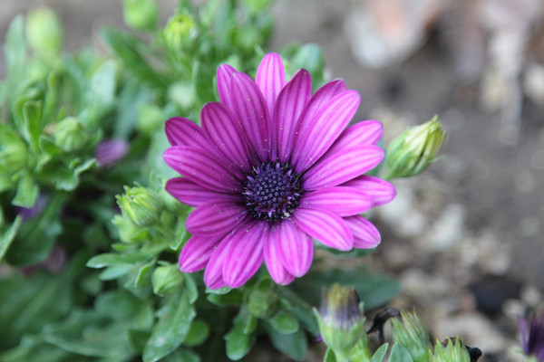 �ʻ��ջ���ɫ