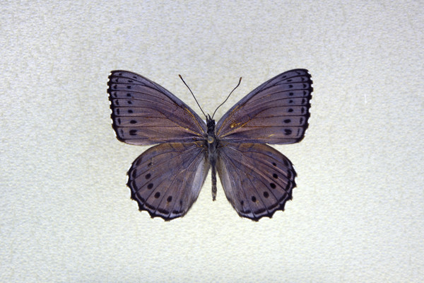 �����̵�