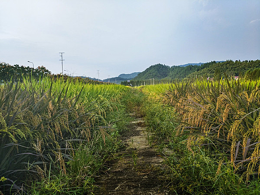 ��ɫ�л�����