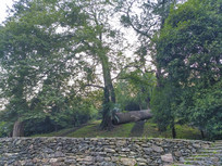 ���Ϲ���