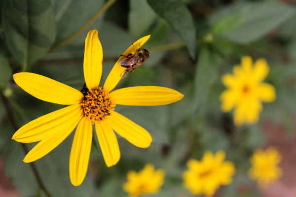 ������ֲ���󽪿���