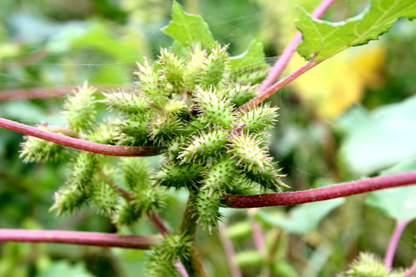 �Զ���дͼƬ