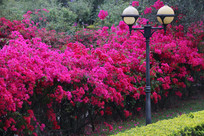 ���޵�����÷