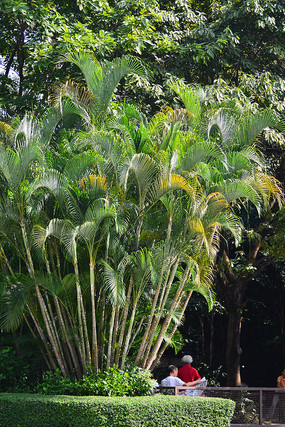 ��԰��ľ�羰ͼƬ