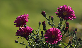 �����ջ�