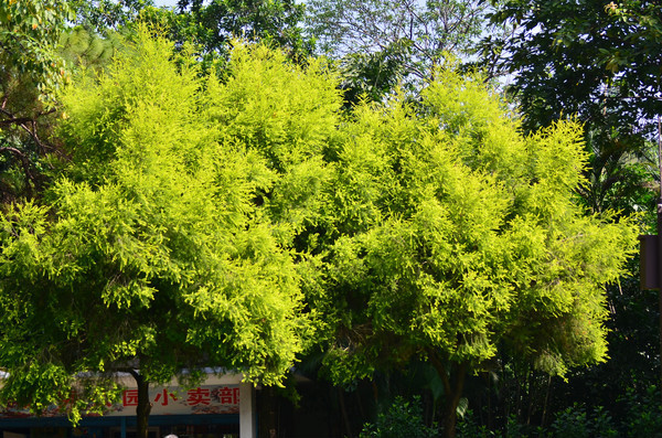 ������ľ�羰ͼƬ