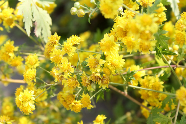 �����������ŵ�Ұ�ջ�