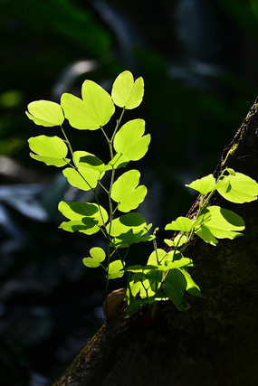 ��ľҶ����д