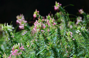 Ұ������ͼƬ